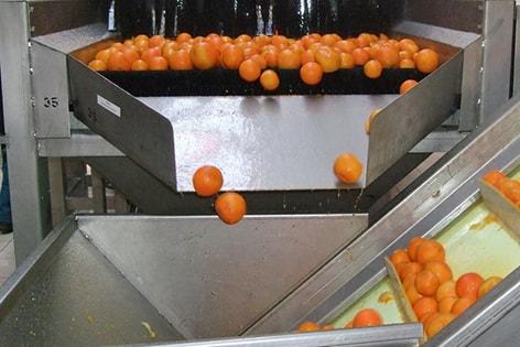 BRUSHING MACHINE SK 400 oranges
