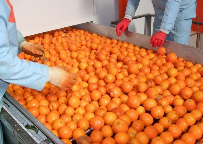 INSPECTION TABLE with oranges